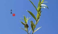 汲取中华文化智慧：探析传统文化中关于立夏节气的谚语