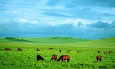 探寻草原之美：摘录精美的草原文学名句