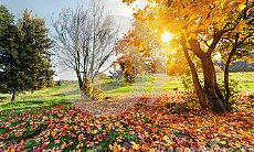 感受秋天醉人风情的浪漫诗句大全