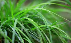 用优美的语言描绘春草萌动的诗句 - 初生春草的诗篇