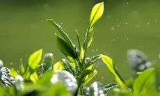 如何选择适合你口味的茶叶?掌握鲜香、清甜、苦涩、醇厚等口感,为你的品茗生活带来更多乐趣!