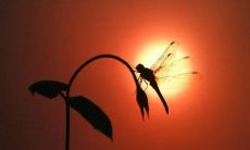 在牛年送给别人最贴心的祝福：四字句子祝福您身体健康、万事如意、财源滚滚、家庭美满！