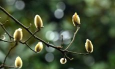 在如火如荼的春天,大地翩翩起舞,花开成海,万紫千红,恍若仙境