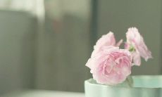 跪拜唯美小清新句子,句句文艺撩拨心灵