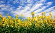 一系列优美的句子,用以赞美春天的迷人气质和其带来的无限美好感受