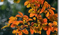 为令人感到疾病和烦恼的句子