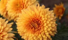 菊花美丽诗意萦绕，闪现脑海的吟诵字句