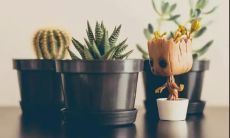 重获新生的美丽句子：突破灾难的悲痛，迎向新生的光明与希望！