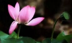 以莲花比喻心境宁静的句子