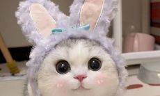 引人瞩目的文案句子，描述令人流连忘返的小猫文学现象