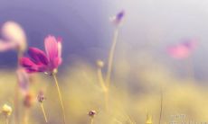 陈安之的励志名言：掌握好自己的命运，活出自己的精彩人生！