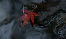 由伤感至失落：一个集合了失望、难过以及伤感句子的列表