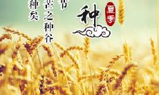 十首芒种古诗：赞美盛夏小麦的丰收与炎热，描绘稻田间勤劳农民的身影，以及展示芒种时节的美丽与神秘