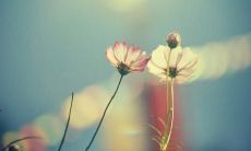 分享温馨友情,美丽语句不断传递