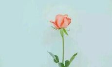 探究室友亲情的意义与价值:分享生活,共同成长,与心灵的真正连接