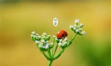 探寻惊蛰美妙诗意:唯美句子如何抒发对这个节气的感受?