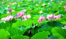 可以尝试这个标题：烈日炎炎，闷热难耐——暑夏的热力宣言