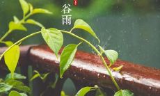 河畔风景如画的春日谷雨，让朋友圈上的分享和吐槽之声不绝于耳
