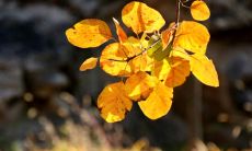 纵情欢乐！描述周末时光轻松愉悦的美妙词句