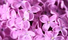 探讨亲情的重要性及其对人类生活的深远影响的一系列句子