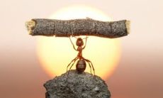 无畏坚毅的优美语句:炫耀坚毅心灵和精美文字的最佳选择