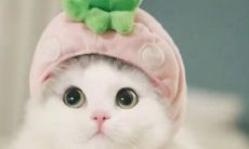 与猫咪为伴的生活：打拼撸猫晒猫，让您成为养猫界的撸猫吸猫专家！