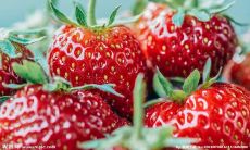 展现无私亲情之美：一系列表达深厚家庭纽带的精妙句子