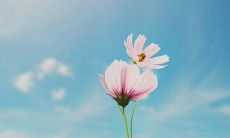 深探《诗经》兄弟姐妹间亲情之美:揭开诗词中关于兄弟姐妹情深的众多珍贵句子