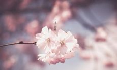 绚丽多彩、温暖柔美的春天之际,用诗意风光和华丽言辞形容三月,让你畅游于自然美景中