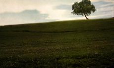 如何表达对亲人的失望感,描述让人痛心的心情?