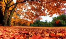 呈现秋日枫叶,娓娓动情的绝妙文句闪耀绝美光华