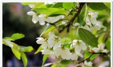 分享给身边的亲友：周六祝福问候短信，赋予你们幸福的美好祝愿！