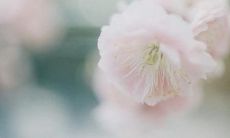 一篇感人至深、饱含真情、充满唯美句子的家庭散文