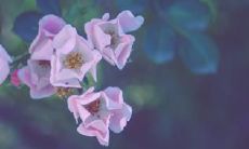 感人至深的散文句子,紧扣亲情主题,温暖人心,让人感受从家庭中散发出的深厚情感与无尽温馨