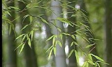 利用短信为顾客送上夏季问候：感谢您的光顾，祝您在这个炎热的季节里快乐无比！