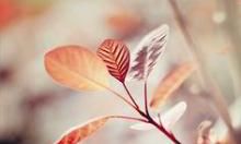 表达心情的友情、亲情和爱情英文句子分享