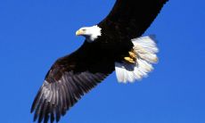 尝试从积极角度推动自身成长、努力进取的正面言辞