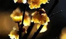 如何运用煽情的语言精准表达亲情之情感?