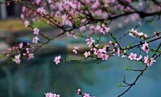 春天来临时,观察到的自然、气候、物种、衣着、饮食、行为、心理等现象