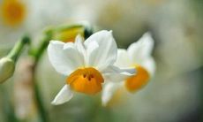 如何写一封富有情感、温馨柔情的女友晚上问候短信：创意用语和独特技巧!