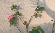 2022年全新推出的绝美立春诗句，超越传统、饱含深意的优美词句！