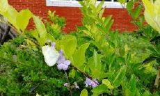 保护自然生态环境，请勿随意采摘路旁美丽的野花