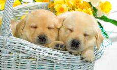 发掘亲情之深度:用感人家人句子,表达我们对家庭的珍视与感激之情