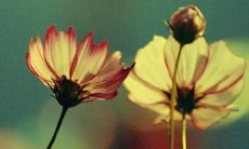 勇于表达家庭之情的感人话语