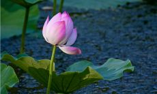 初夏在细语:追寻诗意中的初夏景象