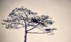 在撞击南墙时心碎的句子们