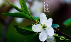 用诗句形容春天万物复苏,花朵盛开的美好景象