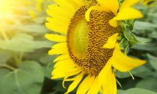 美丽唯美的关于亲情的句子,令人感动至深!