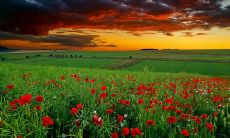 用词更严谨,可读性更高的标题:展现春节亲情的美好语句,让人感怀不已