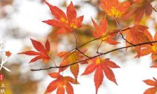 立秋来临,秋意渐浓,万物始变色,一年之计在此,准备好和秋天相遇了吗?